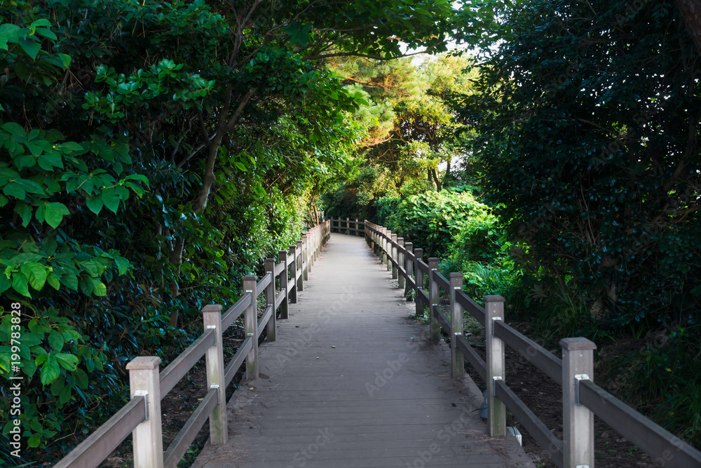 Wooden pathway in the forest at Seaseom, Seogwipo, Jeju Island, South Korea Wooden pathway in the forest at Seaseom, Seogwipo, Jeju Island, South Korea