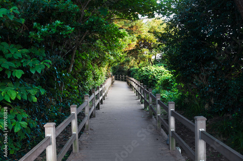Wooden pathway in the forest at Seaseom, Seogwipo, Jeju Island, South Korea