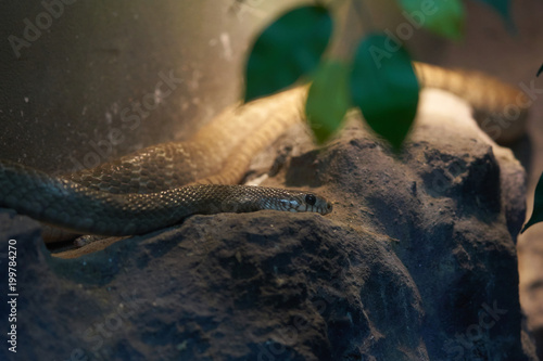 snake head lie down on rock to hide for hunt prey photo