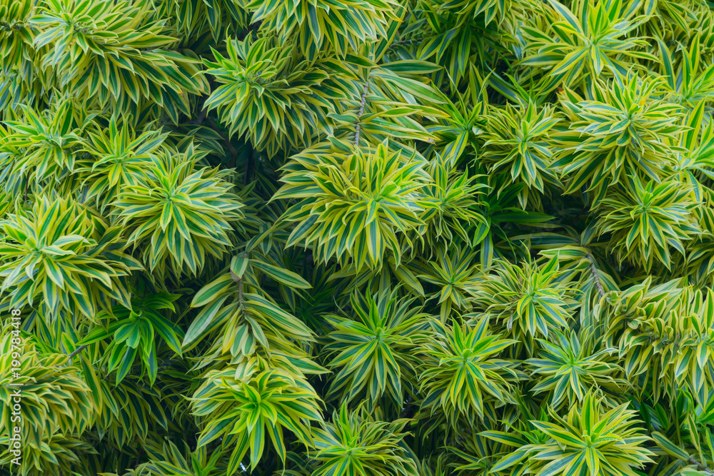 Texture of green leaves of a tropical tree. Texture of green leaves of a tropical tree.