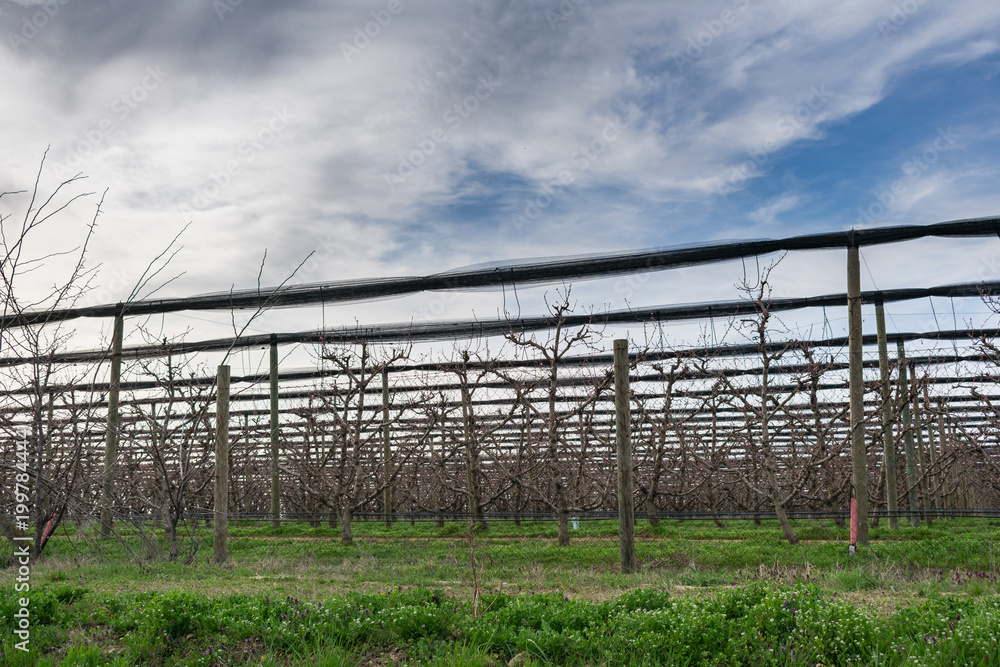View of a fenced and roofed apple orchard in early spring with spring buds against blue sky with clouds, agriculture and spring
