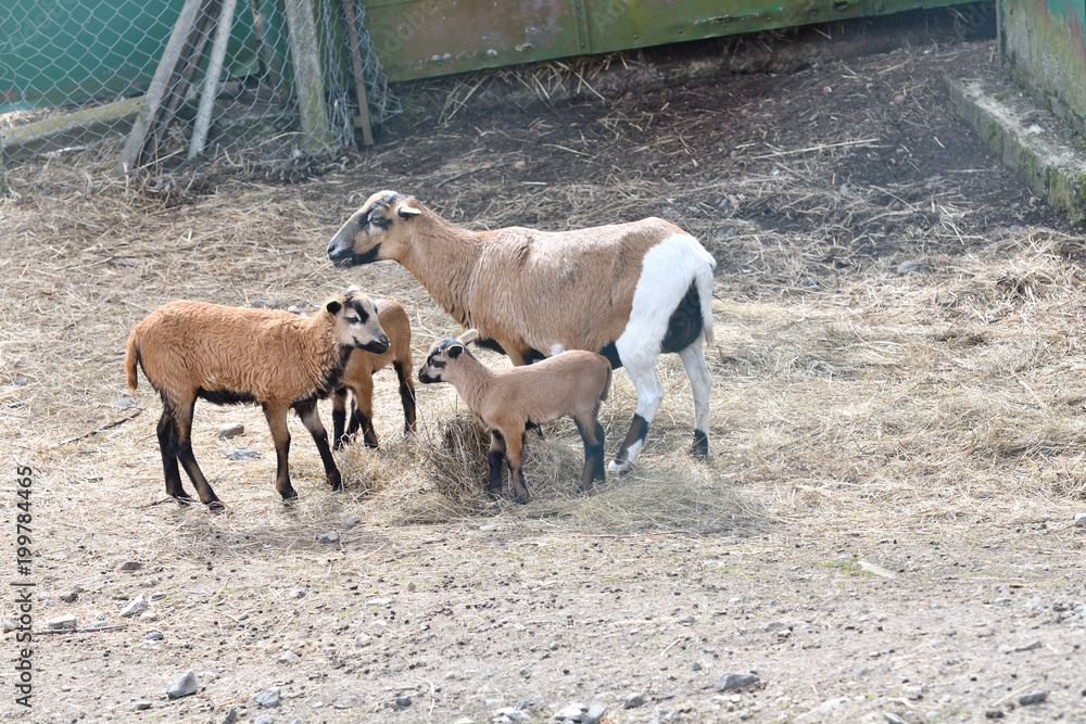 Naklejka premium baa-lamb feeding and sucking milk from the sheep mother