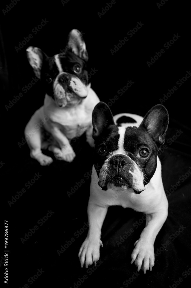 two french bulldogs