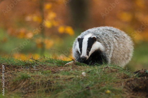 Portrait of European badger (Meles meles in his natural environment. Cute black and white mammal, autumn scenery from colorful forest. © Dusan