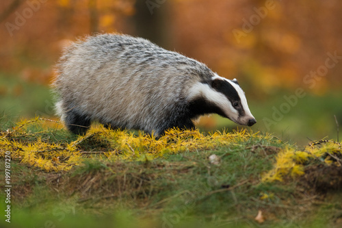 Portrait of European badger (Meles meles in his natural environment. Cute black and white mammal, autumn scenery from colorful forest.