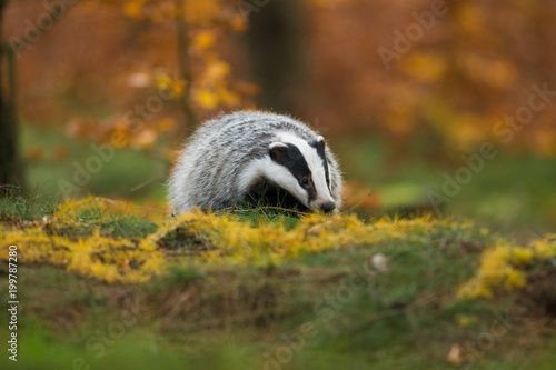Portrait of European badger (Meles meles in his natural environment. Cute black and white mammal, autumn scenery from colorful forest.