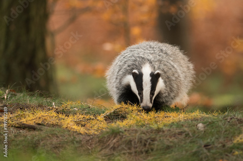 Portrait of European badger (Meles meles in his natural environment. Cute black and white mammal, autumn scenery from colorful forest. © Dusan