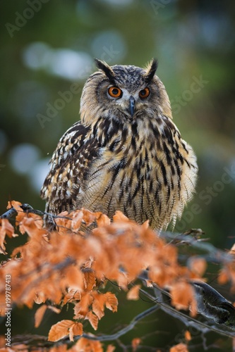 Portrait of Eurasian Eagle-owl  Bubo bubo with autumn forest in the background. Big owl with orange eyes and ears sitting on a tree in the natural habitat  orange beech leaves.