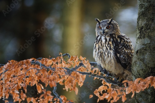 Portrait of Eurasian Eagle-owl, Bubo bubo with autumn forest in the background. Big owl with orange eyes and ears sitting on a tree in the natural habitat, orange beech leaves.