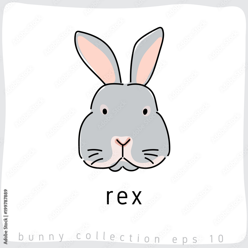 Rex : Rabbit Breed Collection : Vector Illustration Rex : Rabbit Breed Collection : Vector Illustration