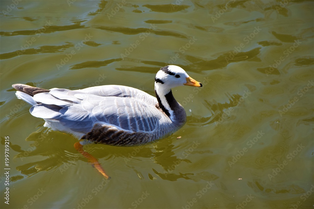 beautiful white duck in the water beautiful white duck in the water