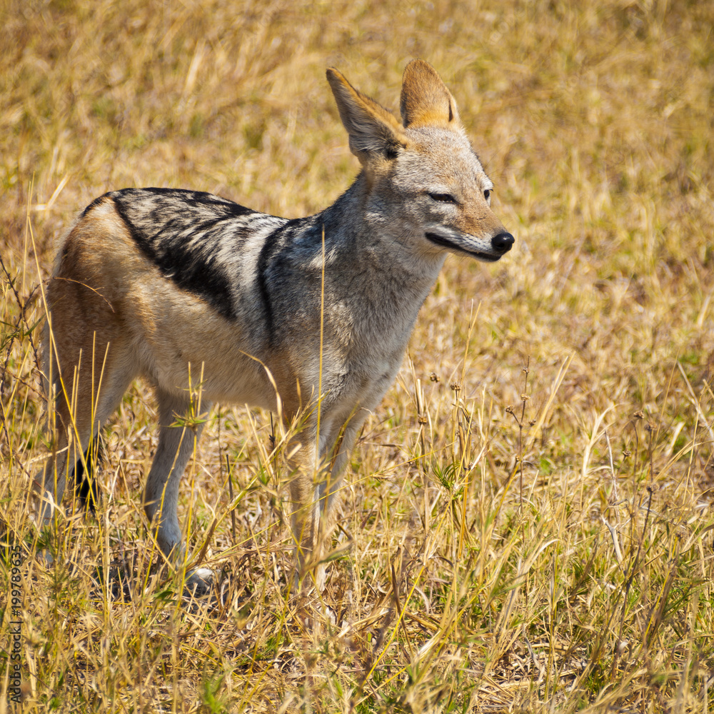 Jackal in the Savuti National Park in Botswana, Africa Jackal in the Savuti National Park in Botswana, Africa