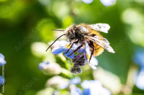 Makro einer Honig Biene auf Frühlings Blüte 