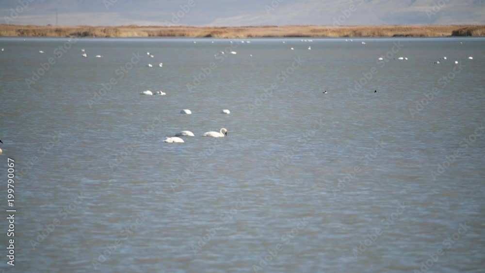 Tundra Swans on the water in early spring Tundra Swans on the water in early spring