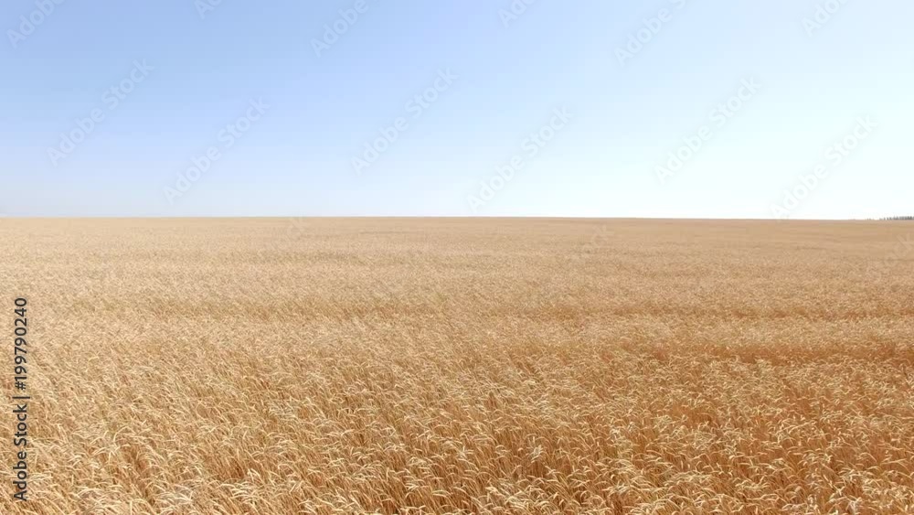 Wheat field / Harvest /Agriculture / aerial view Wheat field / Harvest /Agriculture / aerial view
