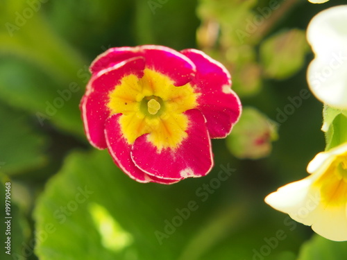 The opened Bud of a primrose. Petals red with lights are flashing yellow.