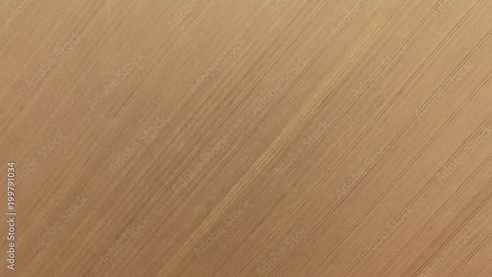 Wheat field / Harvest /Agriculture / aerial view Wheat field / Harvest /Agriculture / aerial view