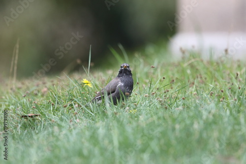 White-cheeked Starling (Sturnus cineraceus) in Japan photo