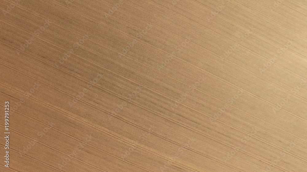 Wheat field / Harvest /Agriculture / aerial view Wheat field / Harvest /Agriculture / aerial view