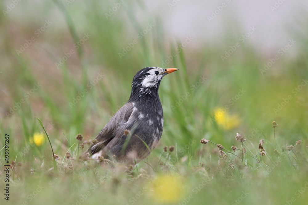 White-cheeked Starling (Sturnus cineraceus) in Japan White-cheeked Starling (Sturnus cineraceus) in Japan