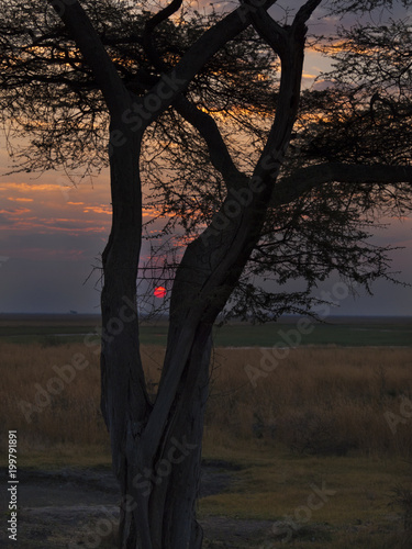 The Chobe National Park between Botswana and Namibia at sunset in Africa