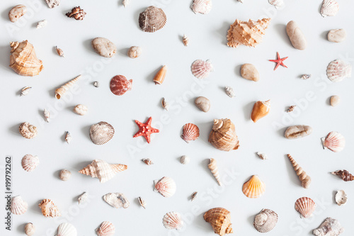 Sea shells pattern on gray background. Summer concept. Flat lay, top view