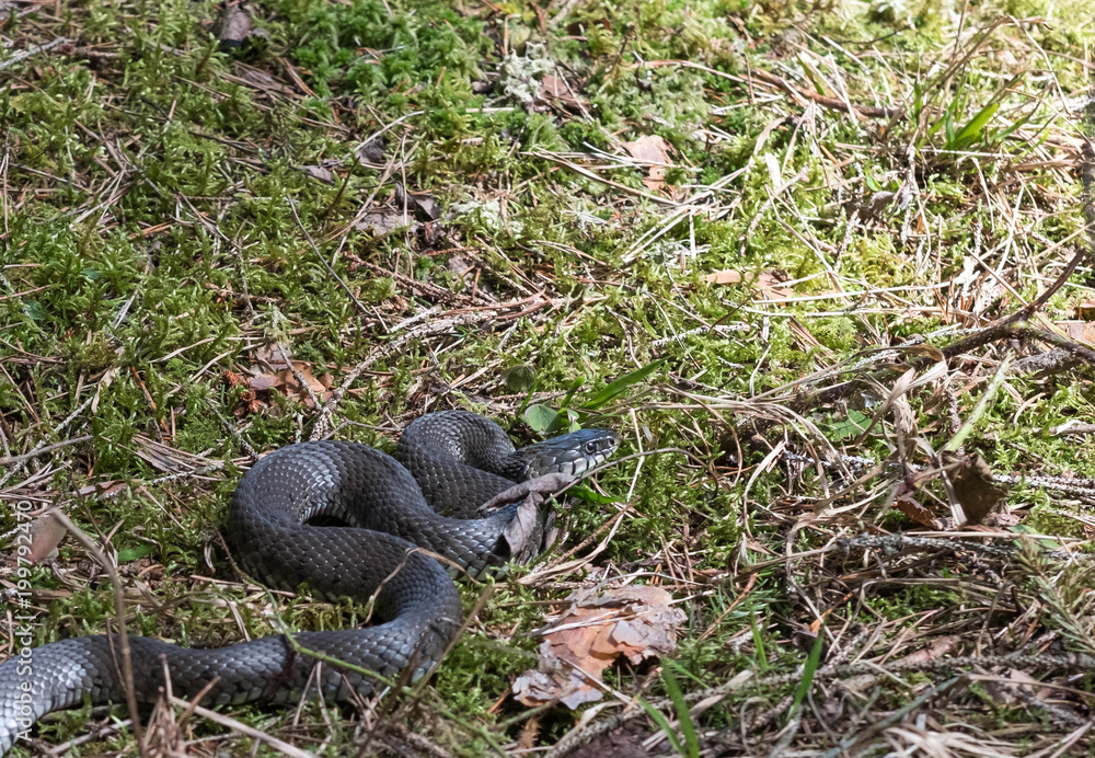 Ringelnatter in der Wildnis Ringelnatter in der Wildnis