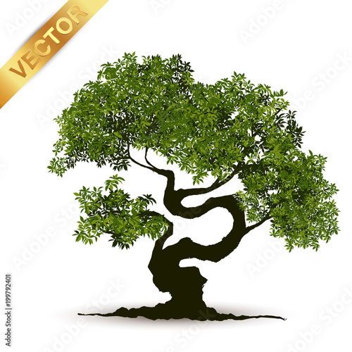 Beautiful tree Realistic  on a white background.