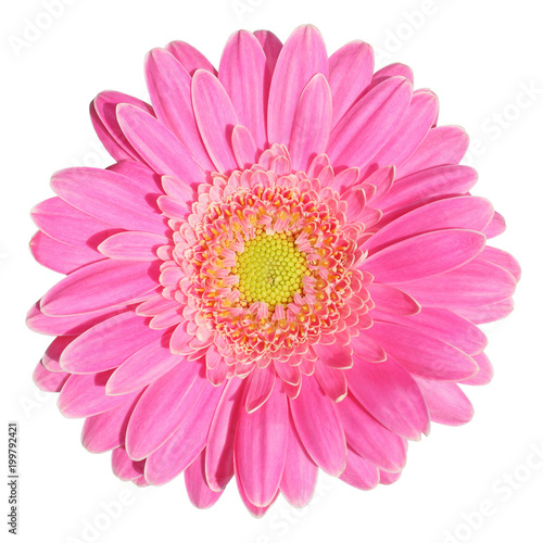 Beautiful pink Gerbera (Daisy) isolated on white background. © Olaf Simon