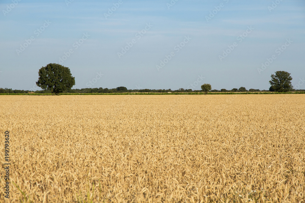 Campos de Cereales  y Horizonte Verde con Arboles