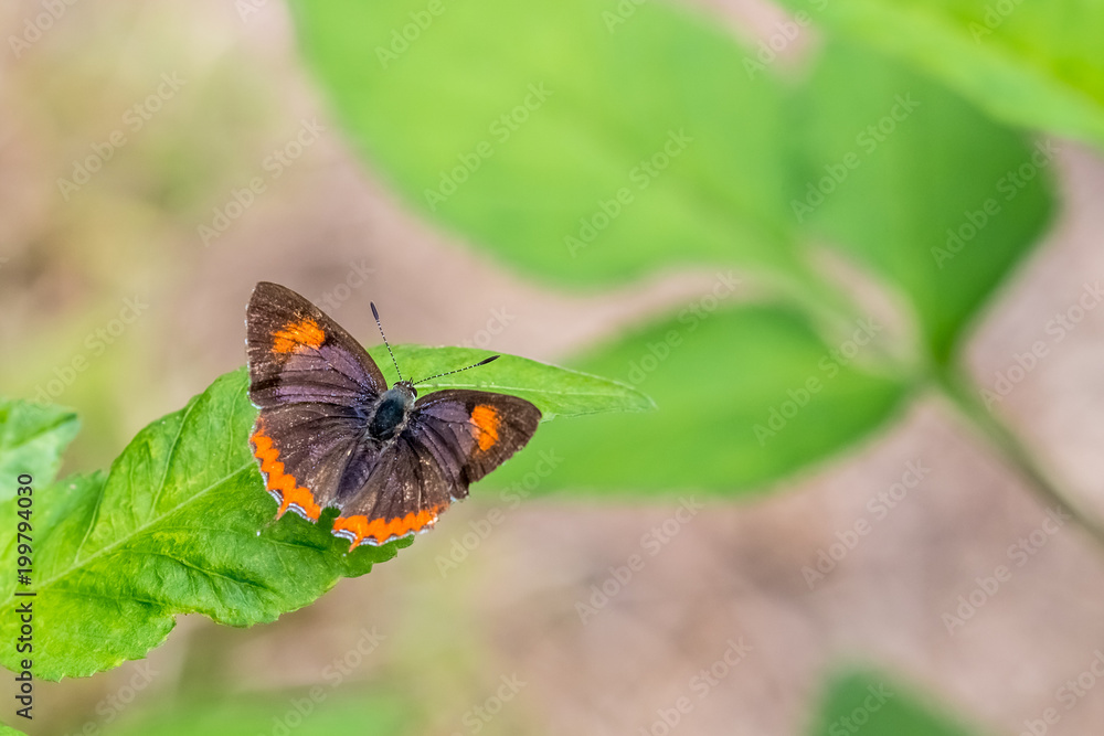 Purple Sapphire perching on plant Purple Sapphire perching on plant