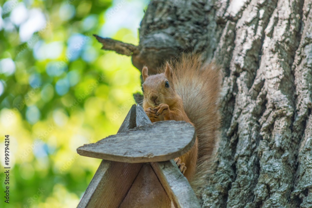 squirrel in the park, on the tree, eat food, against the bark of a tree, with a blurry background, green vegetation squirrel in the park, on the tree, eat food, against the bark of a tree, with a blurry background, green vegetation