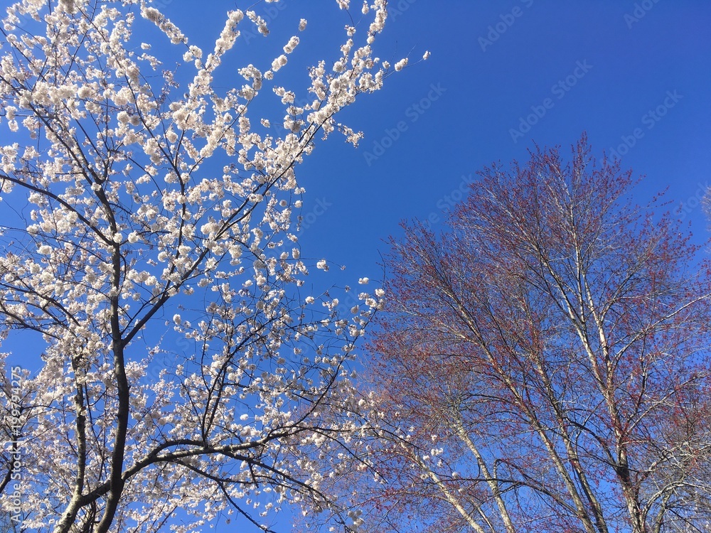 spring blossoms spring blossoms