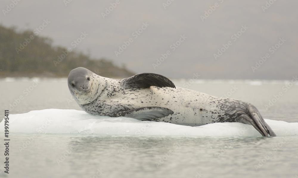 Fototapeta premium Lampart morski na lodzie