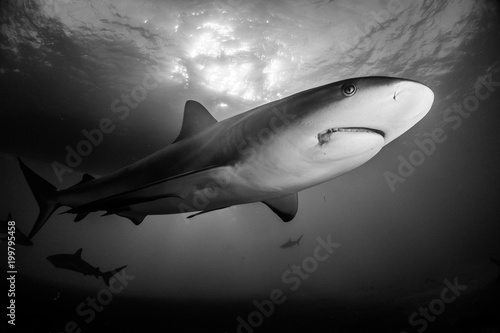 Reef Shark Bahamas photo