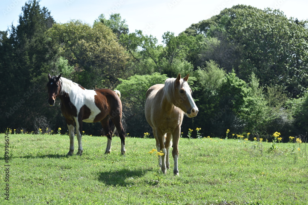 two horses in an open field