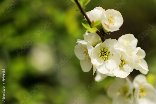 ボケの花