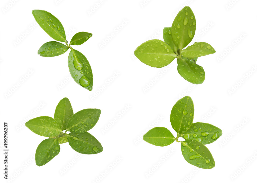 Leaves with drops water after raining. Leaves with drops water after raining.