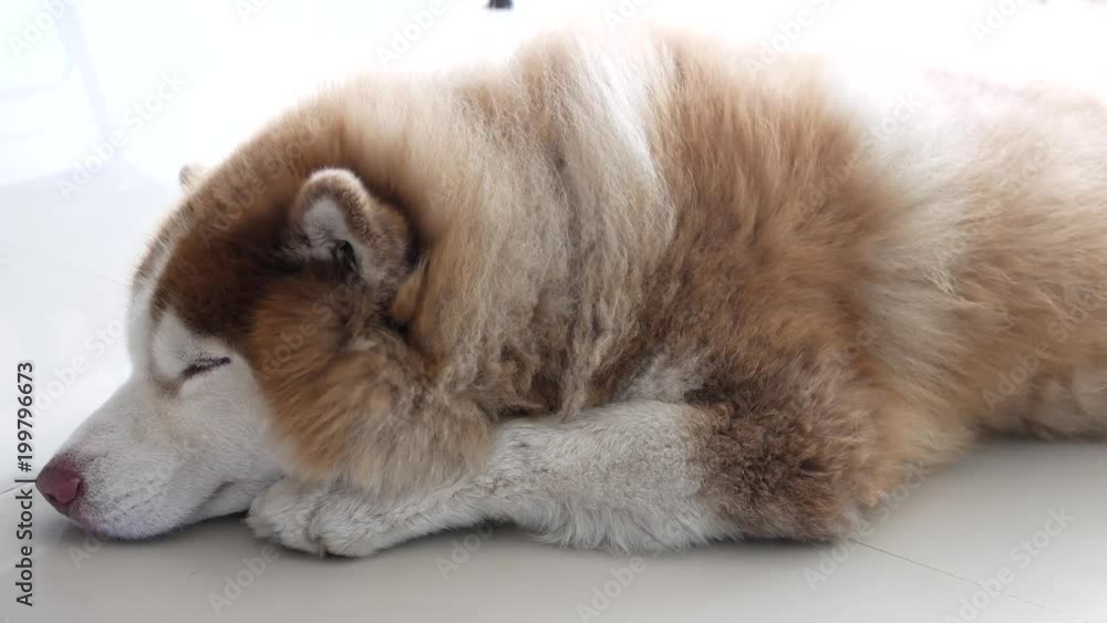 The Brown Siberian Husky Lying in front of The Fan The Brown Siberian Husky Lying in front of The Fan
