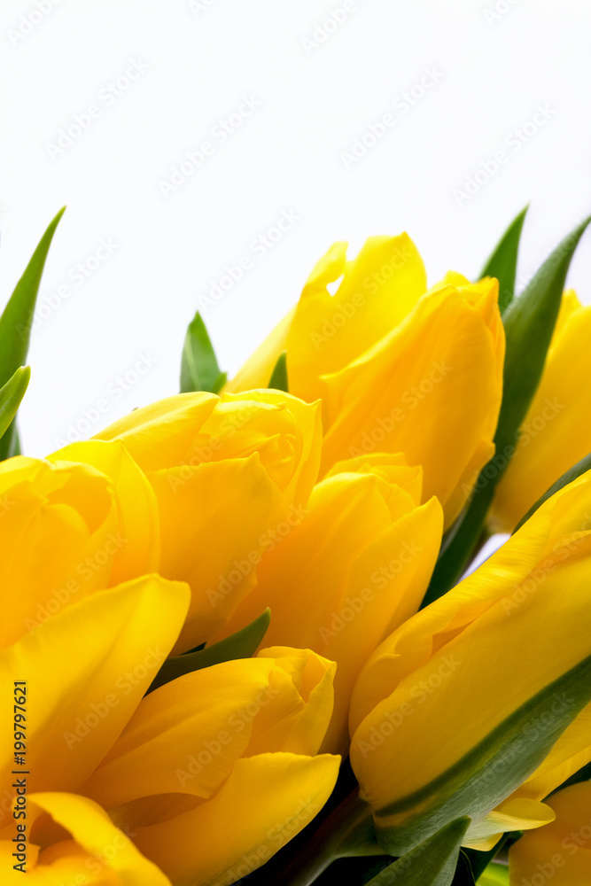 Fresh Bright Bouquet of Yellow Tulips on a white background. Top View. Fresh Bright Bouquet of Yellow Tulips on a white background. Top View.