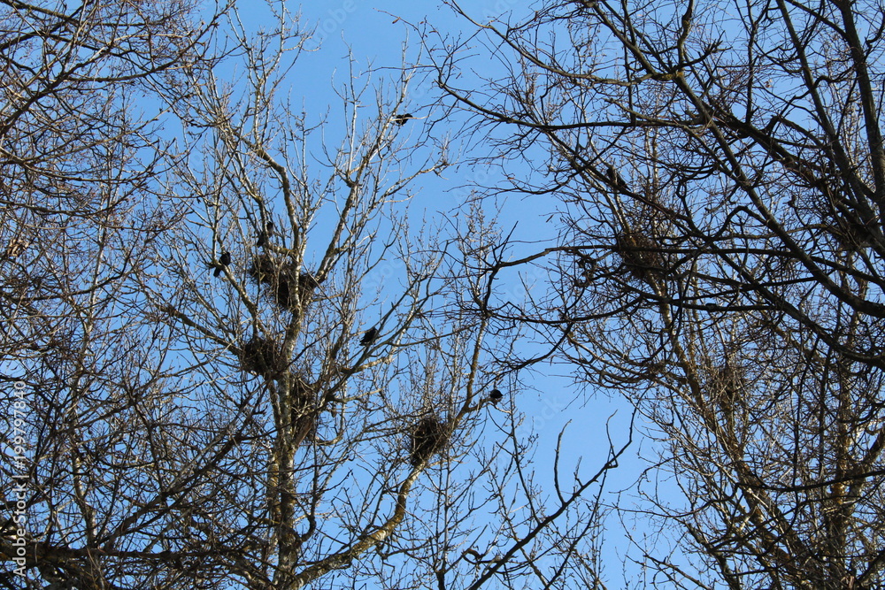 Birds nest in trees in early spring. Birds nest in trees in early spring.