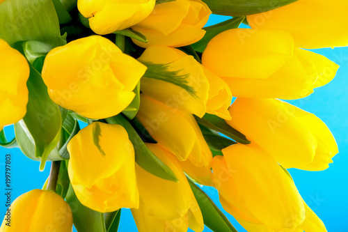 Fresh Bright Bouquet of Yellow Tulips on a Blue Background. Top View