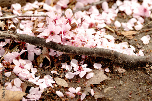 Flowers on the Ground