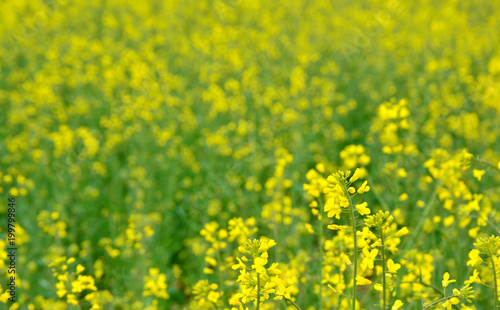 Rapeseed blossoms on field in Austria © posinote