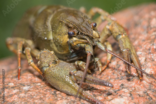 crayfish © Yurii
