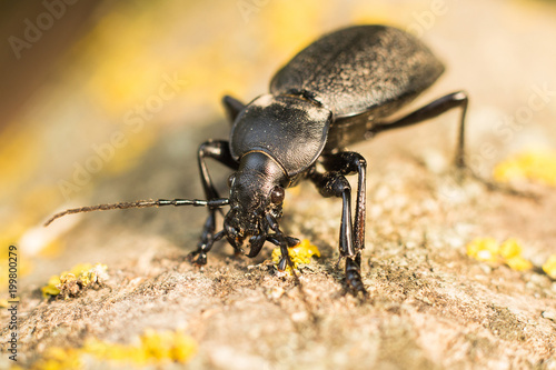 ground beetle © Yurii