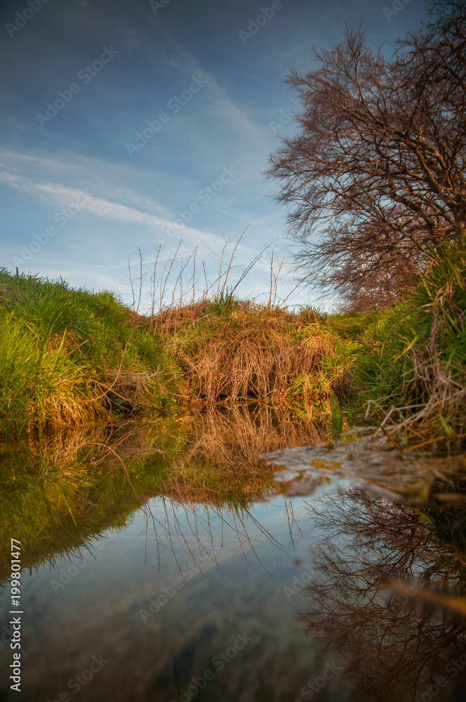 Grass water reflection in a river near a field Grass water reflection in a river near a field