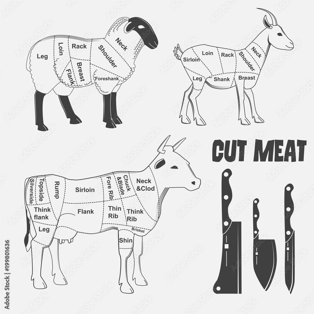 British cuts of lamb, veal, beef, goat or Animal diagram meat. Stock