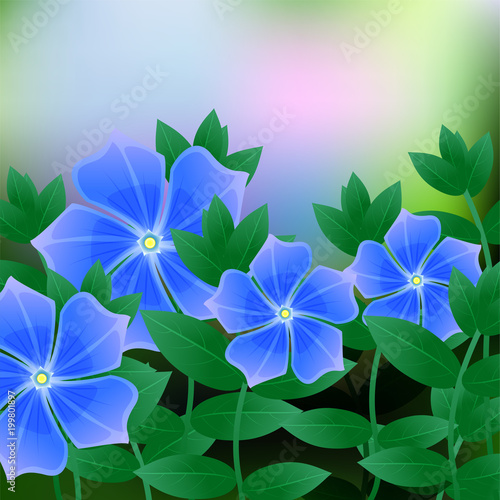 Periwinkle spring flower on blue background with place for text.