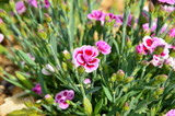 Dianthus caryophyllus Pink Kisses in the garden with sun light.
Pink and purple flower